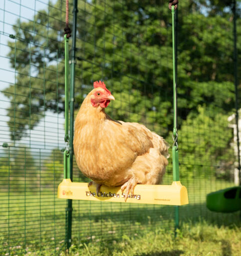 Gros plan d’une poule perchée sur une balançoire à poules à l’intérieur du Grand Enclos d’Omlet