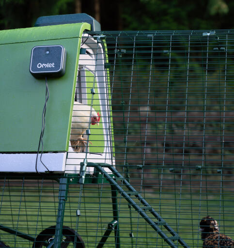 Vue latérale d'un poulet blanc sortant du poulailler Eglu Go up en utilisant l'ouvre-porte automatique