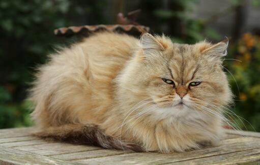 Chat Persan Golden Races de chat