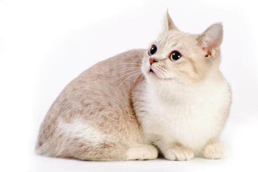 https://www.omlet.fr/images/cache/512/340/Cat-Munchkin-A_cute_Munchkin_cat_lying.jpg