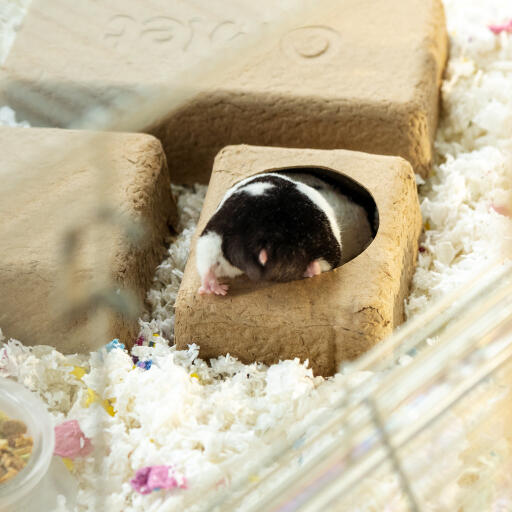 Un hamster à l'intérieur de la chambre compostable se cache