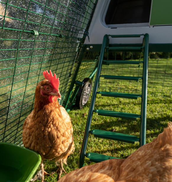 Gros plan de l'échelle pour entrer dans le Eglu Go poulailler surélevé