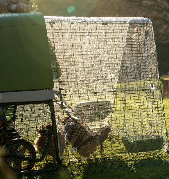 Poules dans un poulailler Eglu Go UP avec une bâche de protection transparente contre les intempéries