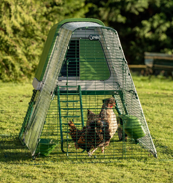 Deux poules dans l’enclos résistant aux prédateurs de l’Eglu Go UP