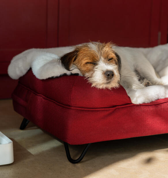 Chien se reposant dans un lit pour chien en forme de traversin avec une couverture moelleuse