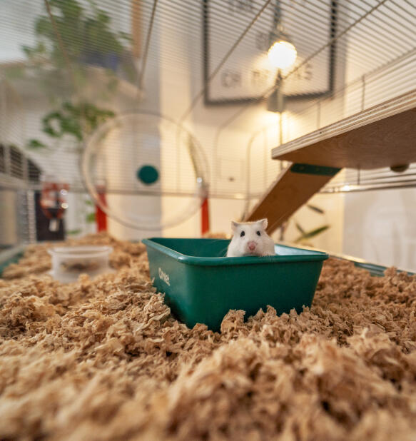 Hamster nain qui profite d’un bain de sable dans la spacieuse cage pour hamster Omlet.