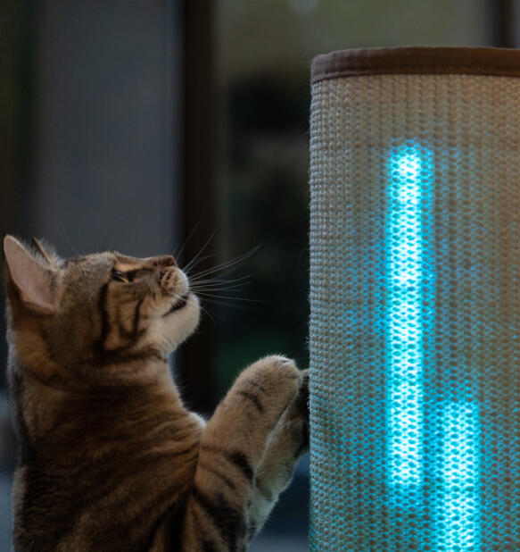 Chat regardant le griffoir lumineux avec lumières bleues