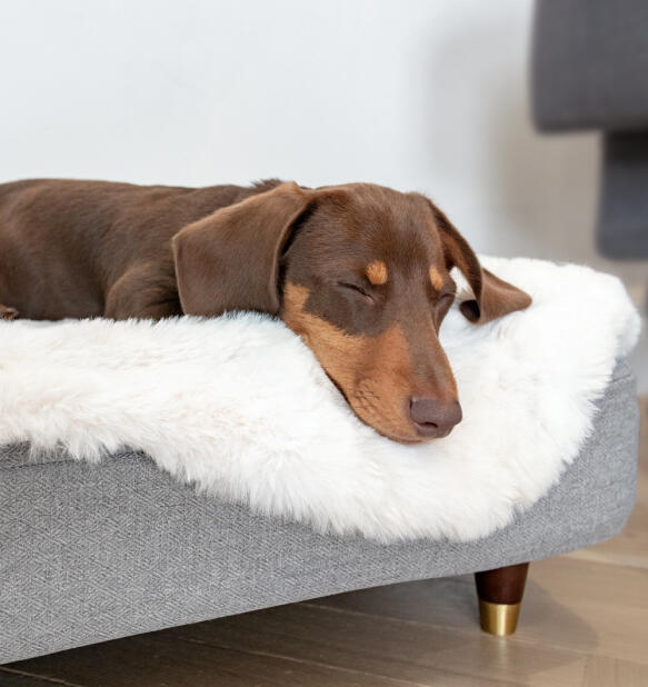 Teckel dormant sur le lit pour chien Topology avec surmatelas en peau de mouton blanche et pieds en laiton.