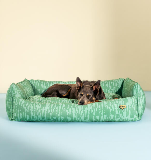 Chien couché confortablement dans un grand lit pour chien en forme de nid douillet
