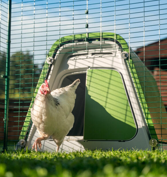 Un poulet blanc sortant d'un poulailler Eglu Go 