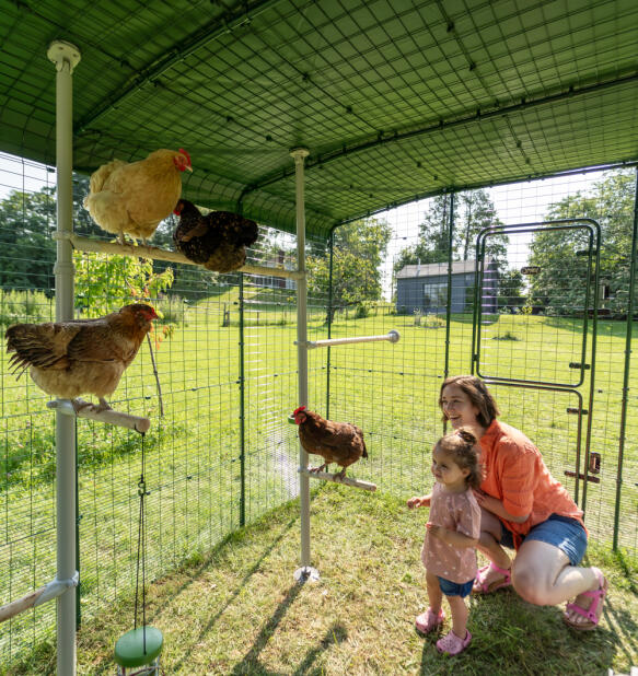 Le perchoir PoleTree est fixé avec divers accessoires à l’intérieur du grand enclos, avec une mère et un enfant qui interagissent avec des poules.
