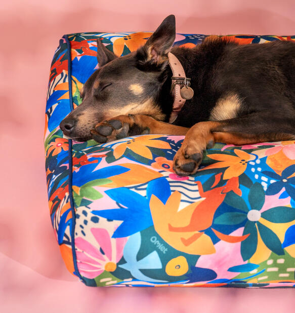 Chien dormant sur un coussin Omlet lit pour chien imprimé adventureland