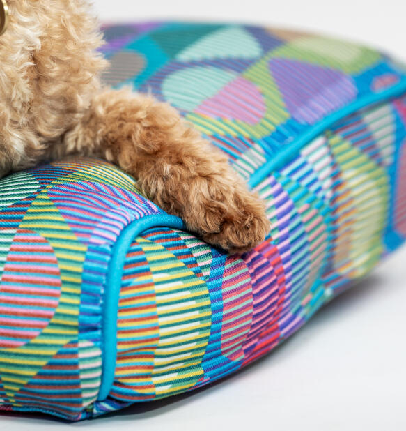 Gros plan d'une patte sur un coussin à motifs de couleurs vives pour chien