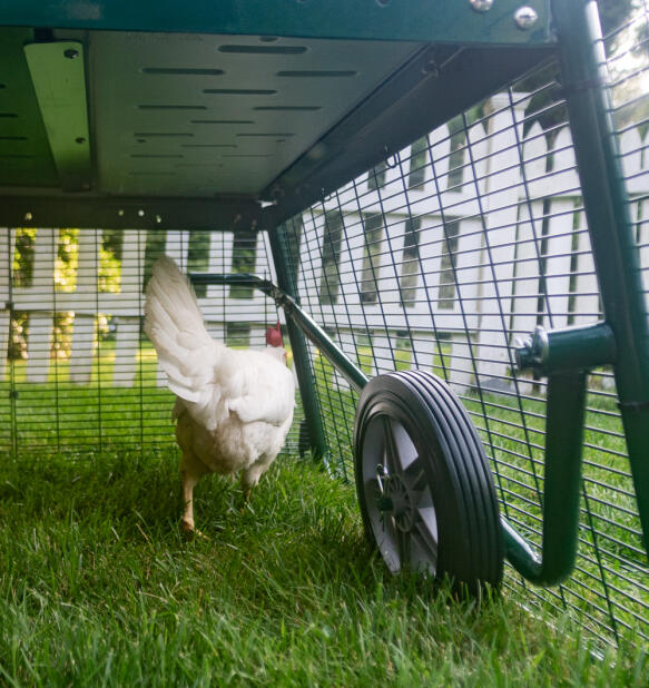 Une poule à côté des roues du poulailler Eglu fixées sur l’enclos.