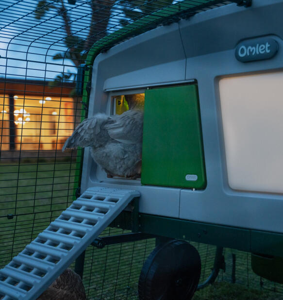 Poule grimpant dans un poulailler Eglu pro avec une Porte Automatique intelligente et une lampe de poulailler