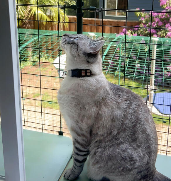 Chat sur le rebord d'une fenêtre profitant de la liberté du tunnel Omlet catio