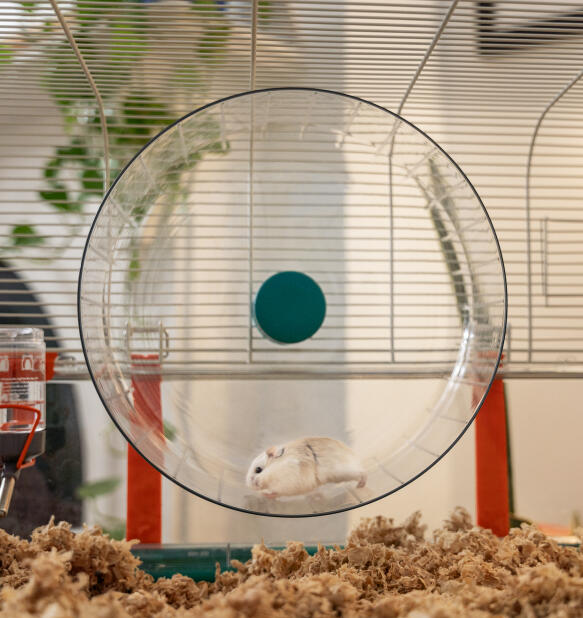 Hamster nain sur une roue de hamster extra large et silencieuse