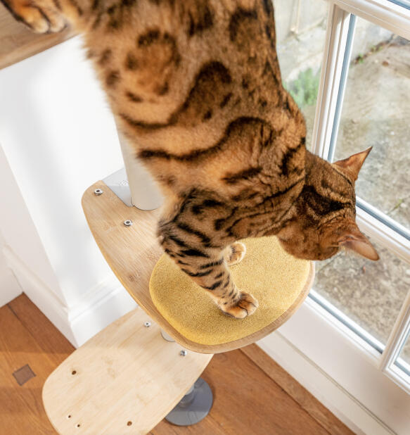 Un chat marche sur le coussin jaune Freestyle step