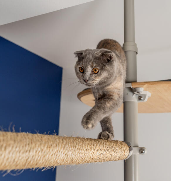 Un chat utilisant l'accessoire griffoir