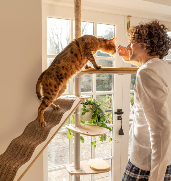 Un homme caresse son chat sur l'arbre à chat d'intérieur Freestyle.