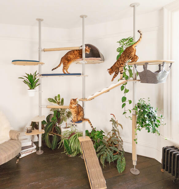 Un grand arbre à chat d'intérieur Freestyle équipé de divers accessoires.