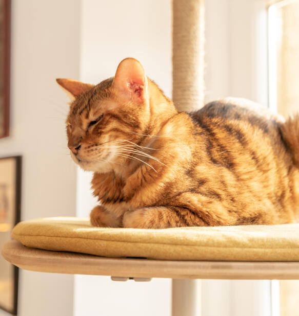 Un chat se reposant sur la plate-forme jaune Freestyle 