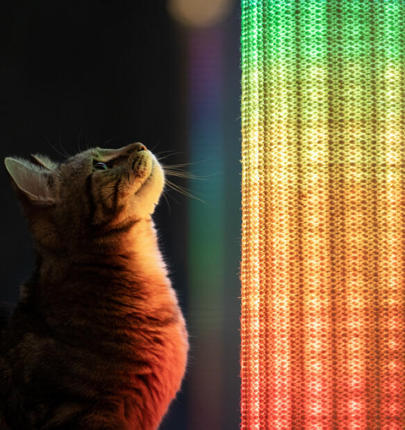 Gros plan d’un chat qui regarde le griffoir Switch avec des lumières arc-en-ciel.