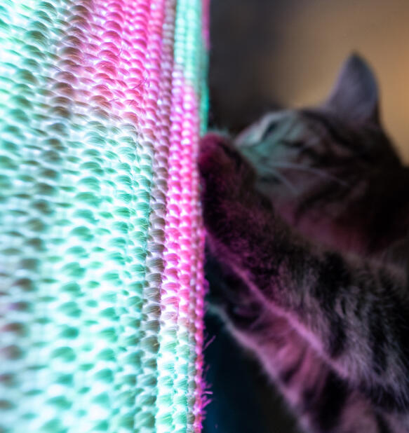 Gros plan d’un chat griffant un manchon en sisal avec des lumières violettes et bleues.