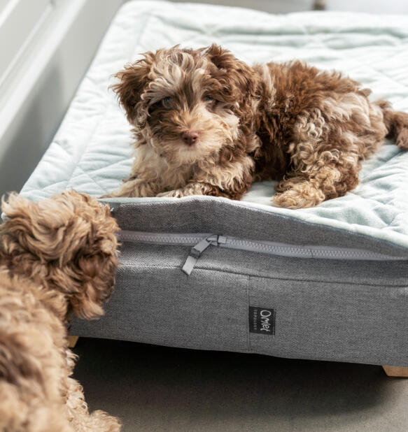 Chiot cockapoo assis sur le lit pour chien Topology avec un surmatelas gris.