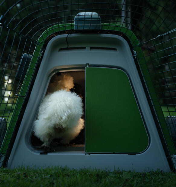 poule blanche guidée dans un poulailler eglu go à l’aide d’une lampe de poulailler Omlet