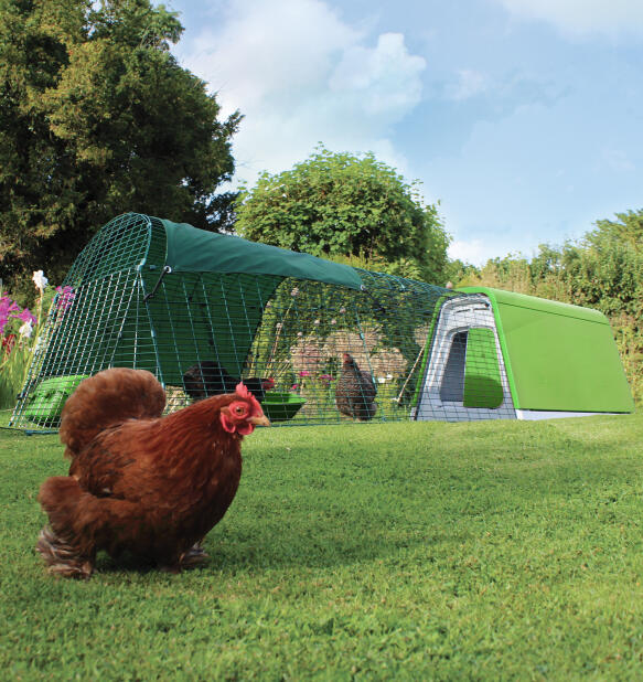 Poulet brun devant le poulailler Eglu Go facile à assembler