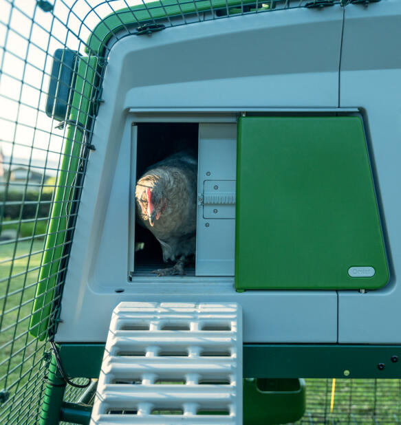 Poule sortant d’une porte automatique intelligente sur un poulailler Eglu pro