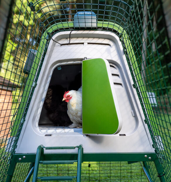 Poule qui sort du poulailler Eglu Go avec une porte automatique pour poulailler