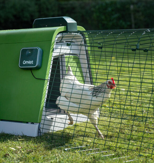 Poule blanche s'échappant d'un poulailler portable Eglu Go 