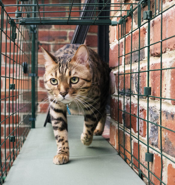 La promenade des chats dans des tunnels de catio sûrs et sécurisés