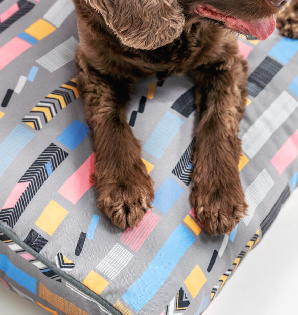Chien paws on bounce grey cushion bed