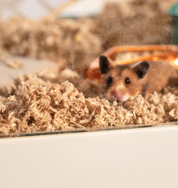 Hamster regardant à l'extérieur de la cage Omlet hamster cage with clear bedding fender