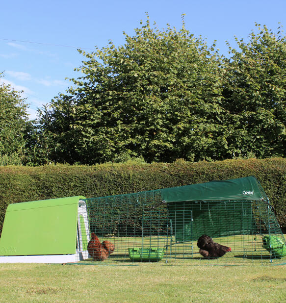 Poulets dans un poulailler résistant aux prédateurs Eglu Go poulailler