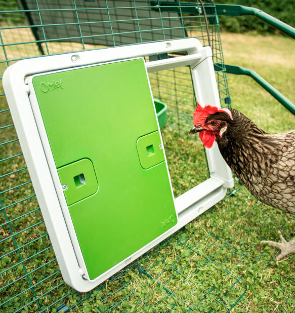 Poule regardant la Porte Automatique intelligente fixée à un enclos grillagé