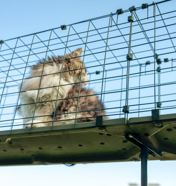 Un chat en peluche dans un tunnel de catio extérieur Omlet 