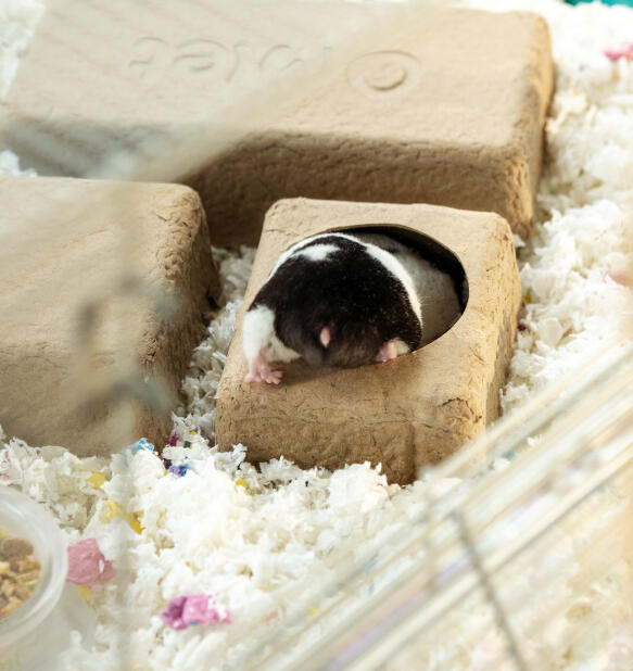 Hamster qui utilise des cachettes compostables dans une cage pour hamster