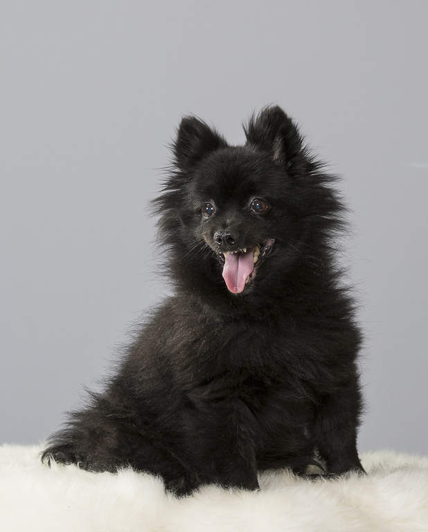 Немецкий шпиц фото взрослой собаки черный