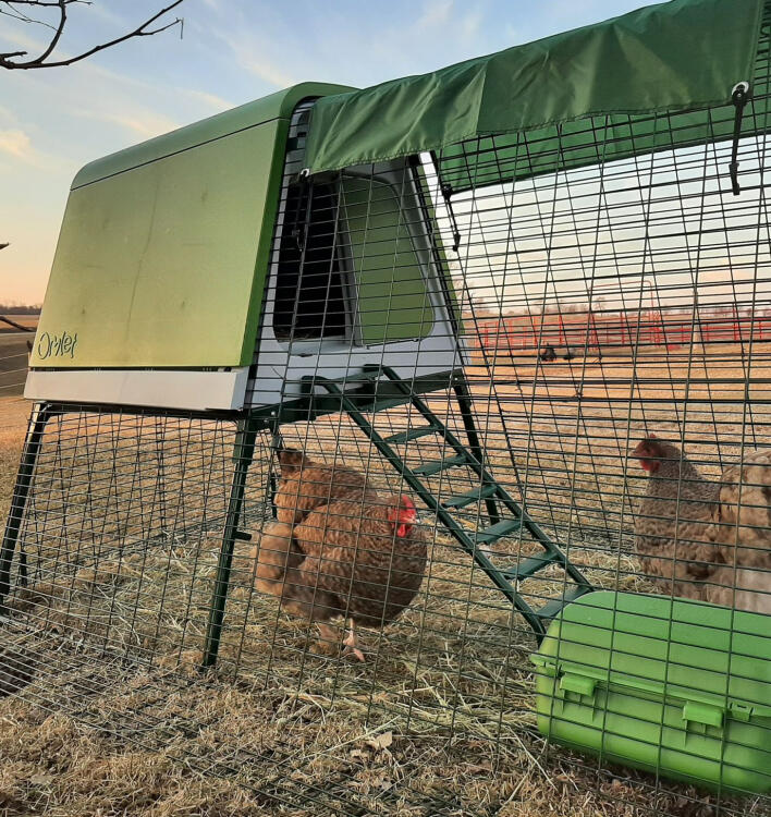 Deux poules dans un enclos Eglu Go avec manGeoire et couvertures