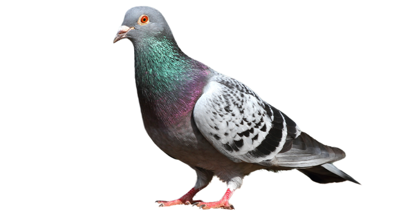 Tout savoir sur les piGeons avec le guide ultime des oiseaux Omlet et des informations sur les races d'oiseaux