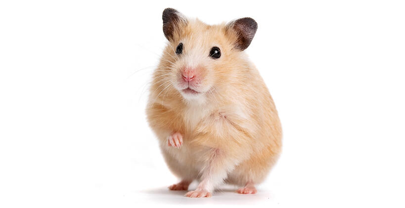 Hamster de syrie
