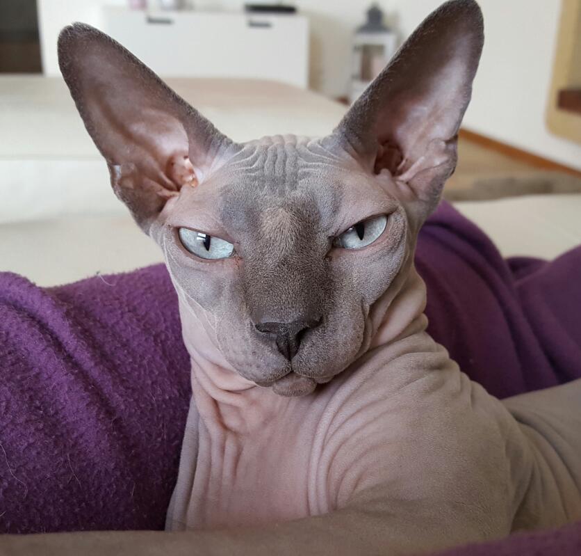 Sphynx Chats Informations Sur Les Races Omlet