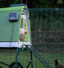 Vue latérale d'un poulet blanc sortant du poulailler Eglu Go up en utilisant l'ouvre-porte automatique