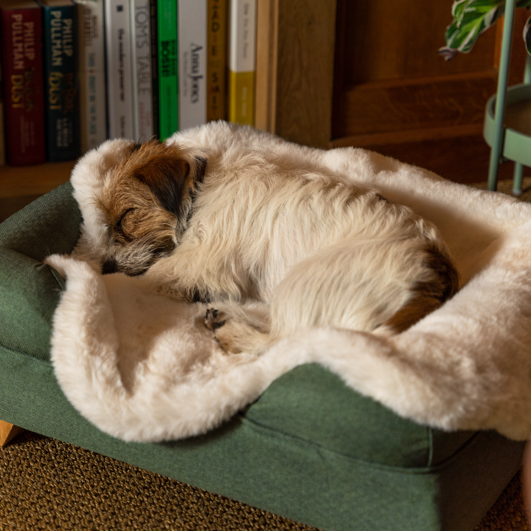 Chaleureuse couverture réversible pour chien et chat – BeOneBreed