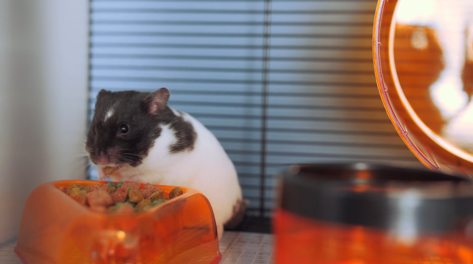 Hamster qui mange de la nourriture à l’intérieur de sa cage.