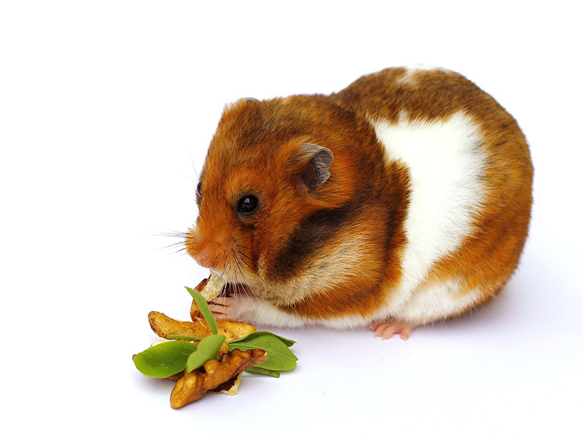 Que mange un hamster : tout sur son alimentation